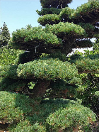 Pinus Parviflora Tree
