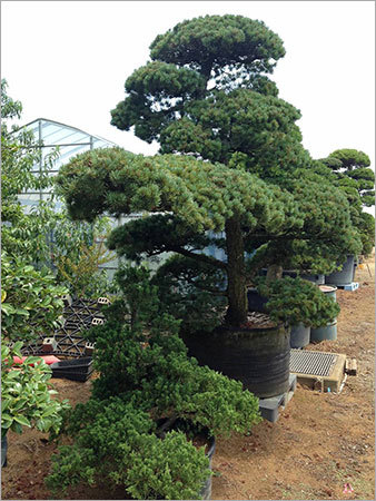 Pinus Bonsai Tree
