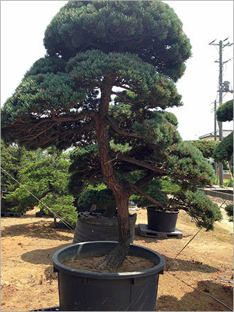 Pinus Mugo Bonsai Tree