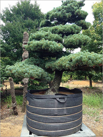 Pinus Densiflora Tree