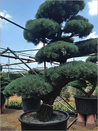 Pinus Longaeva Bonsai Tree