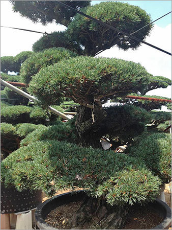 Pinus Monophylla Tree