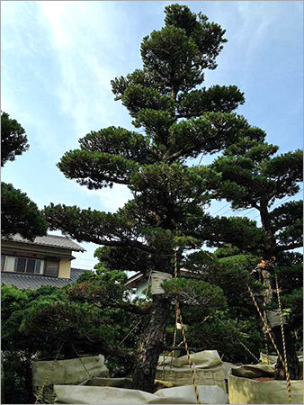 Pinus Pentaphylla Tree