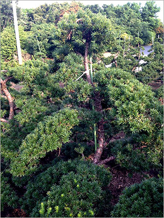 Taxus Bonsai Tree