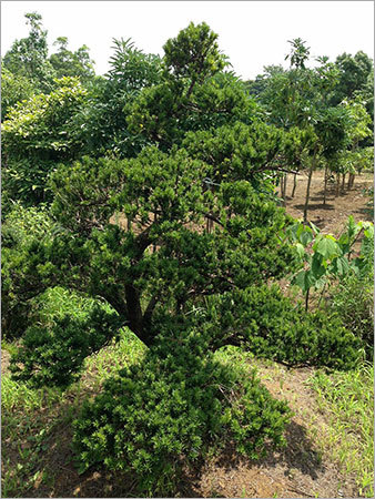 Taxus Baccata Bonsai Tree