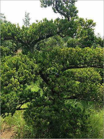 Taxus Baccata Tree