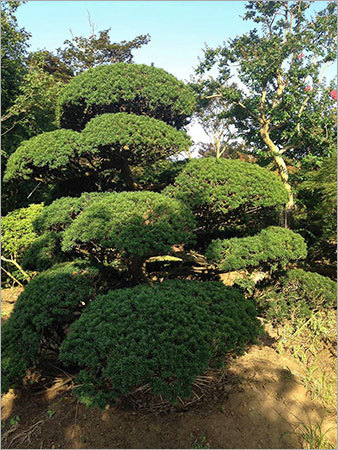 Taxus Cuspidata Tree