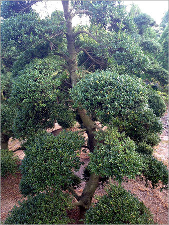 Ilex Crenata Bonsai Tree