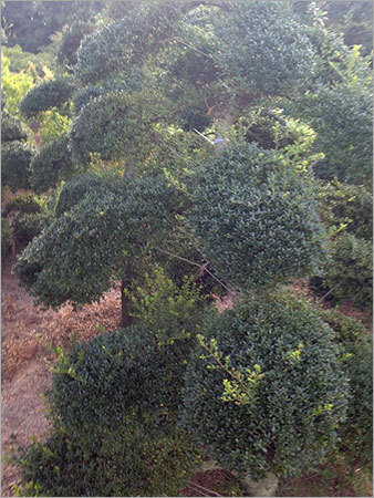 Ilex Bonsai Tree
