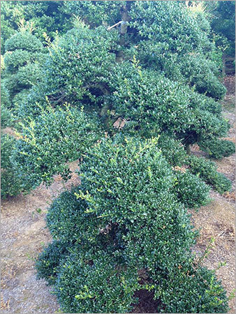 Ilex Crenata Cloud Tree