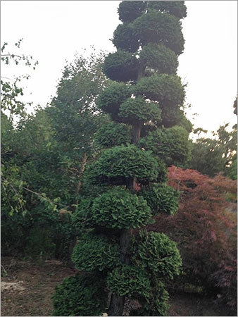Cypress Bonsai Tree