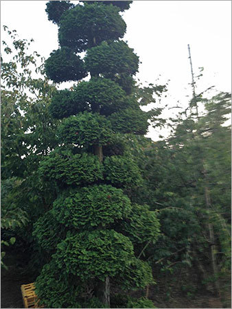 Chamaecyparis Obtusa Bonsai Tree