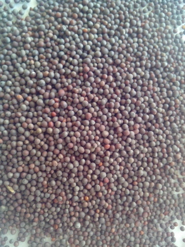 Mustard Seeds