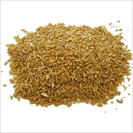 Durum Wheat