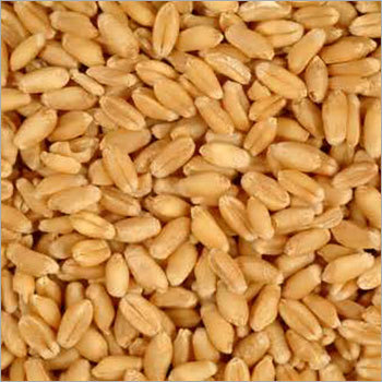 Processed Wheat