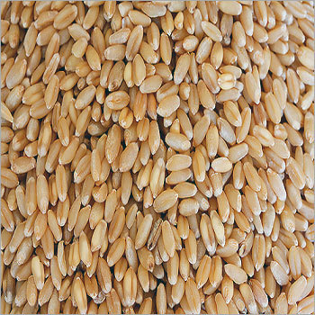 Fresh Wheat