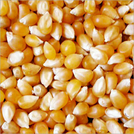 Yellow Maize