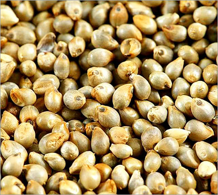 Pearl Millet