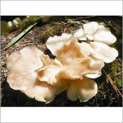 Mushroom & Truffle Mushroom