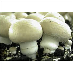Cultivated Mushroom