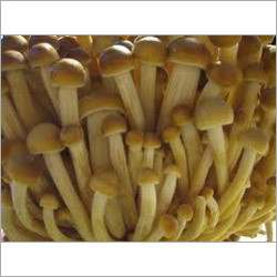 Enoki Mushrooms