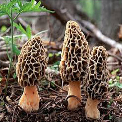 Morel Mushroom