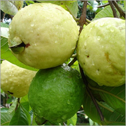 Guava Fruit