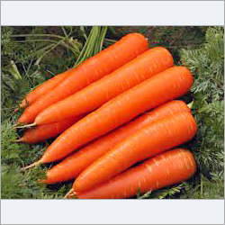Fresh Carrots