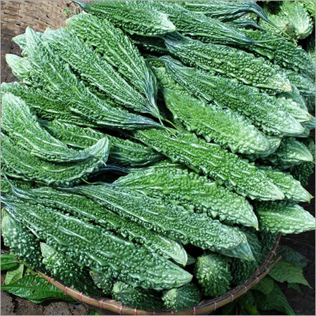 Bitter Gourd