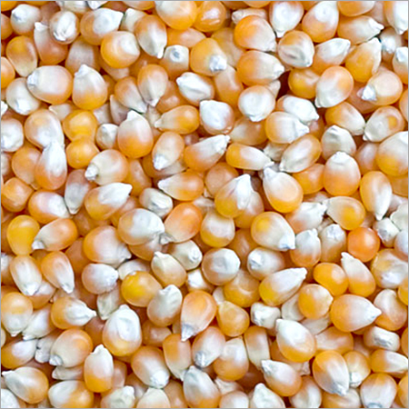 Yellow Maize