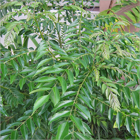 Curry Leaves