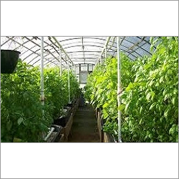 Green House