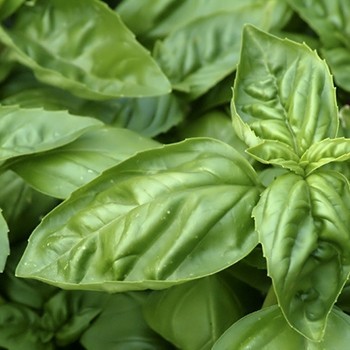 Basil Oil