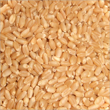 Whole Wheat