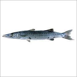 Barracuda Fish