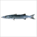 Barracuda Fish - Variable Size, Gray Color | High Protein, Nutritional, Delicious, Ice-filled Packaging