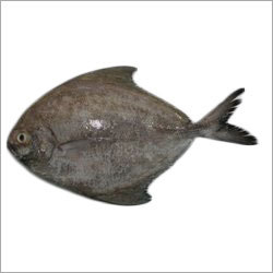 Black Pompret Fish