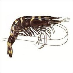 Black Prawn