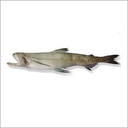Bombay Duck - Fish, Variable Length, Grey | High Protein, Savory Taste, Firm Texture, Sustainable Source