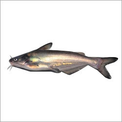 Cat Fish - 10-20cm Gray, Pond Raised | High Protein, Delicious Taste, Sustainable Source