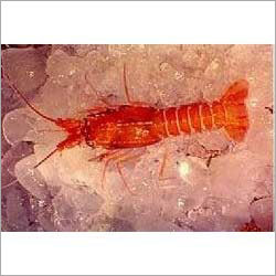 Deep Sea Lobster - Red Variable Size | Fresh Nutritious Easy Cooking Ice Filled Packaging