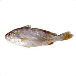 Ghol Fish