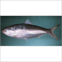 Hilsa Fish