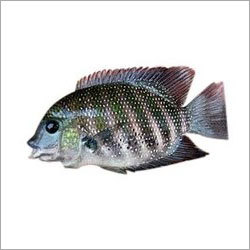 Pearl Spot - 15-20 cm, Gray | High Protein, Omega-3 Rich, Sustainable Freshwater Fish