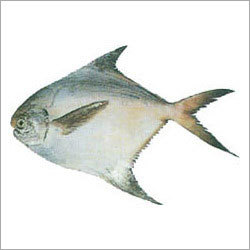Pompret Fish