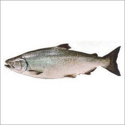 Rawas Fish - Variable Length, Ice Filled Boxes | Fresh, Disease-Free, Vitamin-Rich
