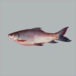 Rohu Fish