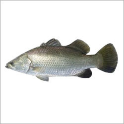 Sea Bass Fish - Grey, Marine Habitat | Fresh, Tasty, Nutritious, Sustainable, Flavorful, Firm Texture
