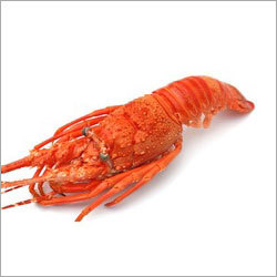 Sea Lobster