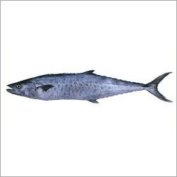 Surmai Fish - Indian Salmon, Grey Color, Variable Length | Fresh, Cleaned, Sustainably Sourced, Easy Cooking